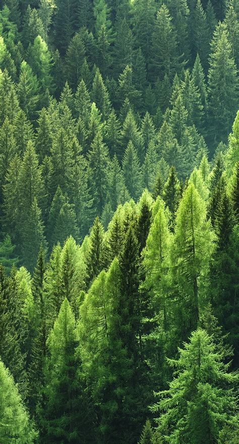 Bright Green Pine Tree Forest Nature Nature Iphone Wallpaper