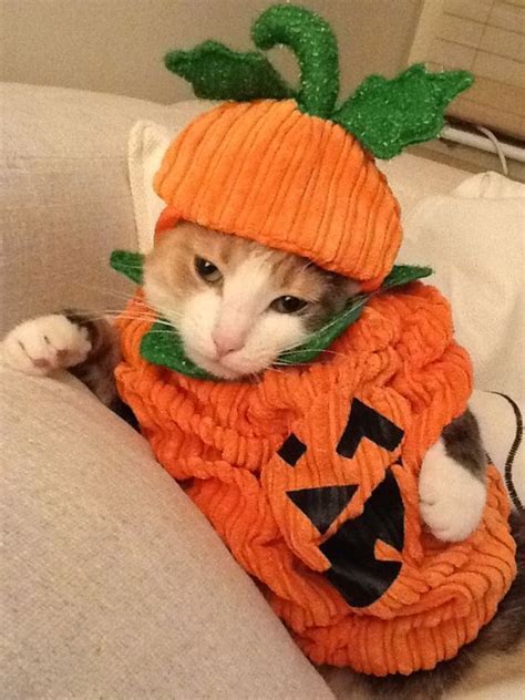 Pin By I ღ Cats On Cat Fashion Cat Customes Pet Halloween Costumes