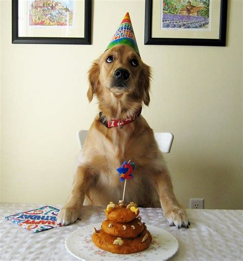 20 Pets Celebrating Their Birthdays Cutesypooh Happy Birthday Dog