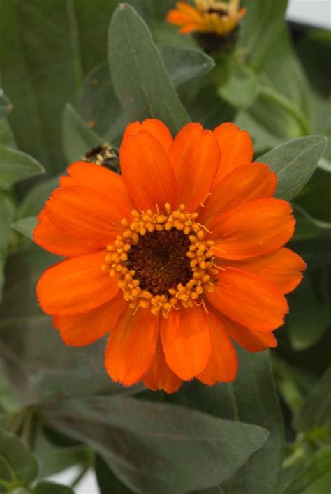 Check spelling or type a new query. Zinnia hybrida Profusion Fire | Lucas Greenhouses