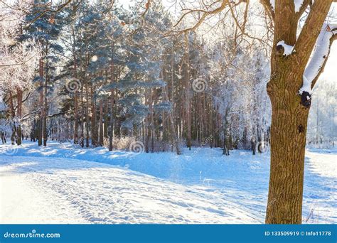 Frosty Trees In Snowy Forest Cold Weather In Sunny Morning Stock Image