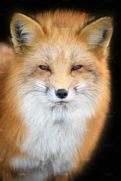Portrait Red Fox Vulpes Vulpes Bea Red Fox Wild Life Wildlife