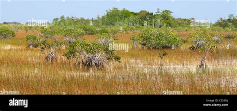 Mangroves In The Everglades Stock Photo Alamy