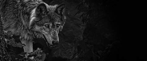 Download Wallpaper 2560x1080 Wolf Predator Bw Beast Wildlife Dual
