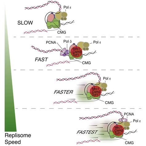 how the eukaryotic replisome achieves rapid and efficient dna replication molecular cell