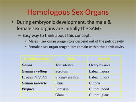 Ppt The Reproductive System Powerpoint Presentation Free Download