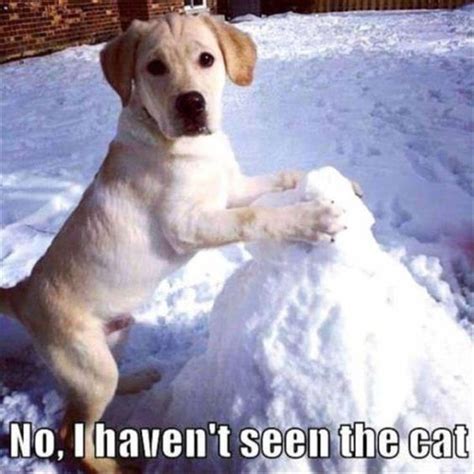 Funny Dog Buries Cat In Snow Luvbat