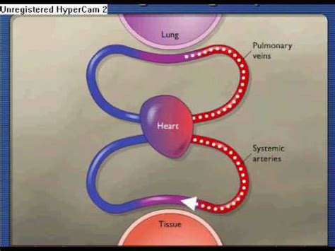 Gas Exchange During Respiration - YouTube