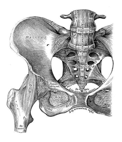 Print Of Human Anatomy Scientific Illustrations Hip Bone Ligaments And
