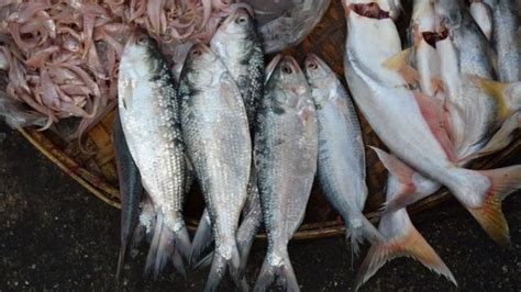 ہلسا مچھلی کے ضرورت سے زیادہ شکار کے اس کی نسل پر منفی اثرات Bbc News