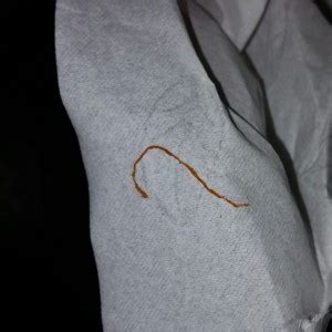 It can also be placed on the ground, like furniture. Thin Orange Worm on Toilet Paper - All About Worms
