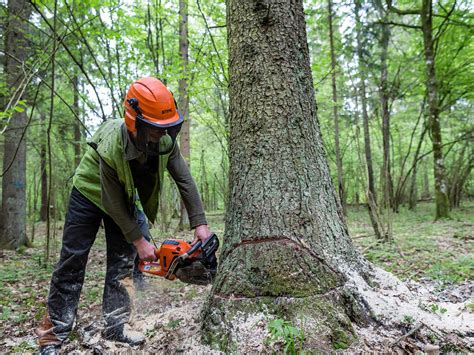 Poland Broke Law By Logging Ancient Forest Rules Eu Court The