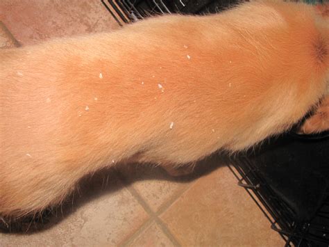 Do Puppies Have Flaky Skin