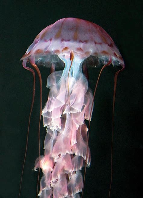 Juvenile Purple Striped Jellyfish Deep Sea Creatures Jellyfish Art