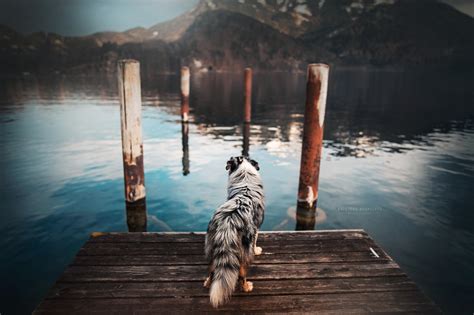 Short Coated White And Black Dog Dog Water Animals Hd Wallpaper