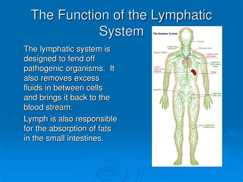 Lymphatic System Structure And Function