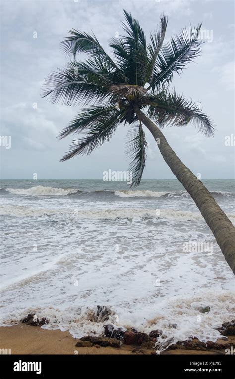 Goa Coconut Tree Hi Res Stock Photography And Images Alamy