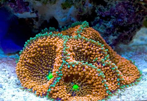 Orange Ricordea Mushroom Coral Saltwater Tank Saltwater Aquarium Nano