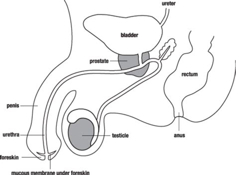 Maybe you would like to learn more about one of these? Male Reproductive System | Free Images at Clker.com ...