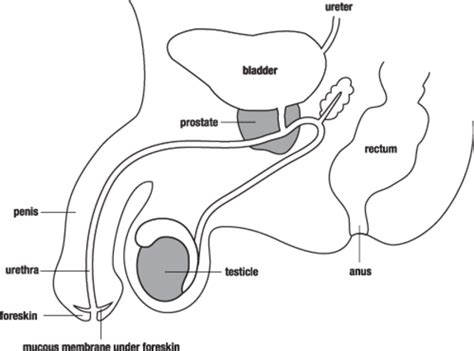 Having trouble finding good references? Male Reproductive System | Free Images at Clker.com ...
