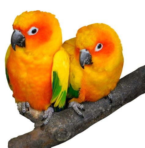 Papegøje Fugl Tropisk Gratis Foto På Pixabay