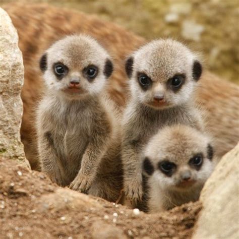 Meet The Meerkats Cuteness Overflow