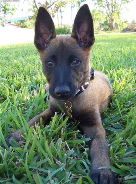 Our puppies are highly desired and sometimes it can be a bit of a wait. belgian malinois pup...they may be crazy insane sometimes ...