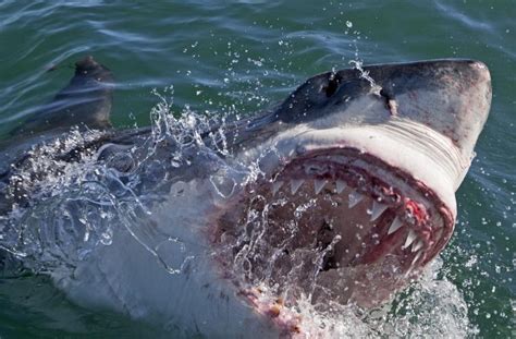 Mdc trio back in court today. Discovery's Shark Week has more than fear to chew on - NY ...