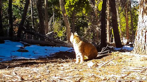 Romping And Rolling In The Rockies Caturday A Bobcat Pair And A