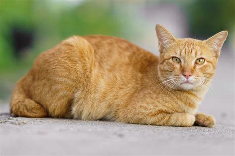 All About Red Tabby Cats