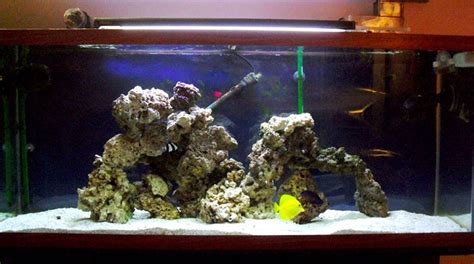 Photo 1 55 Gallon Saltwater Aquarium 2 Percula Clownfis