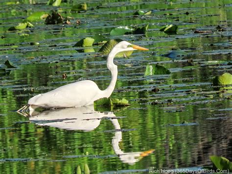 Morning Reflections Egrets And Wood Ducks 365 Days Of Birds