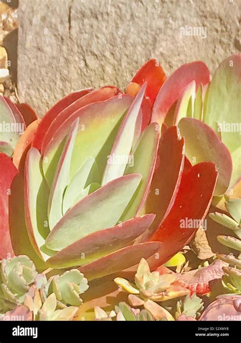 Succulent Plants Australia Stock Photo Alamy
