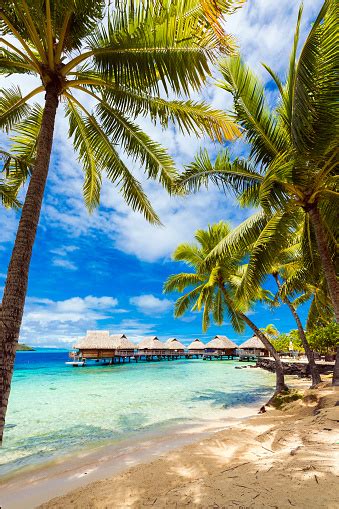 View Of The Sandy Beach With Palm Trees Bora Bora French Polynesia