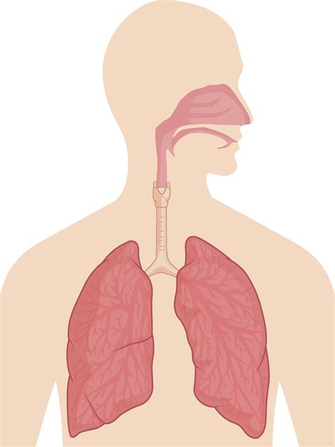 Organs Of The Respiratory System And Their Functioning Bodytomy