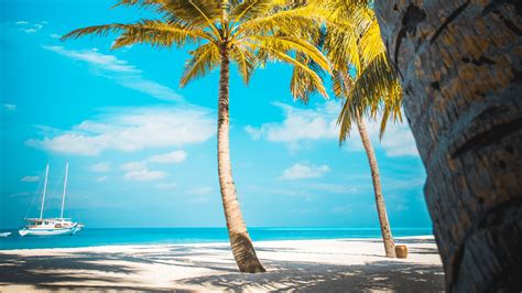 Download Wallpaper 3840x2160 Palm Trees Beach Sand Tropics Paradise