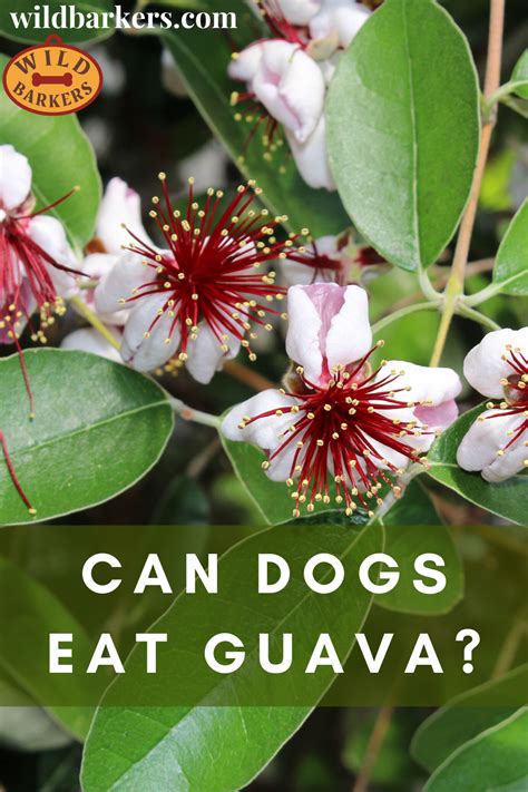 The answer depends on what part of the guava the dog is eating and how much they are eating. Pin on Can Dogs Eat