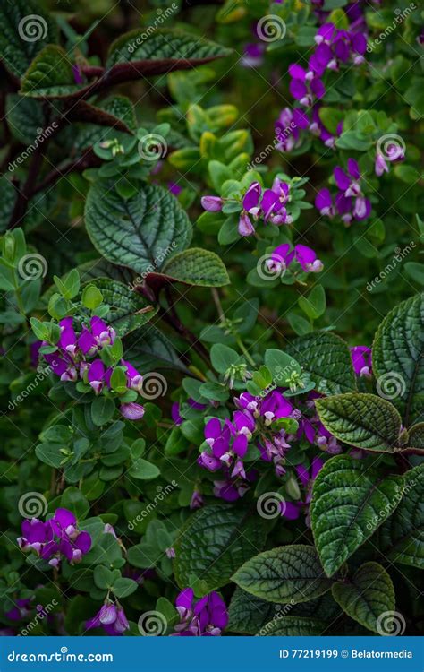 Exotic Purple Cluster Flowers 3 Stock Image Image Of Nature Leaves