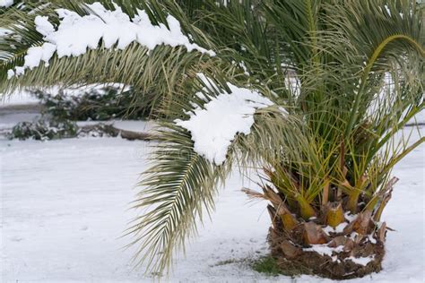 Leavs Of Palm Trees Covered With Snow Stock Photo Image Of Coast