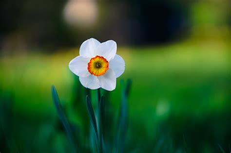 Narcissus Flower Hd Wallpaper Best Flower Site