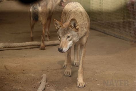 Mongolian Wolf July 2016 Zoochat