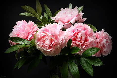 Nature Peony Hd Wallpaper By Alexander Razgulyaev