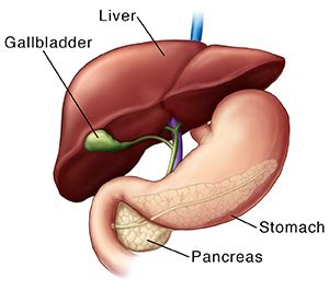 Included in the description of the. What Is Pancreatic Cancer?