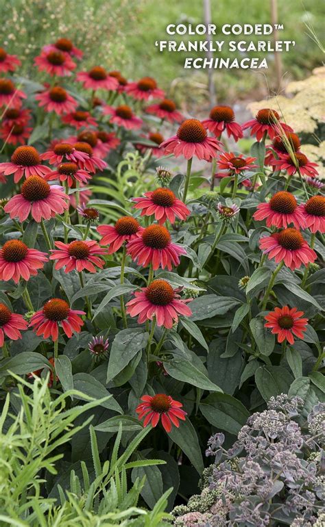 Echinacea Are Known For Being Pollinator Friendly And Frankly Scarlet