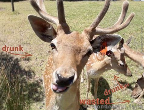 Funny Deer Pictures