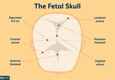 A Guide To Your Babys Soft Spots Or Fontanelles