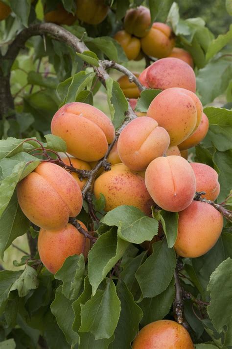 Fruit Trees Home Gardening Apple Cherry Pear Plum Fruits Trees