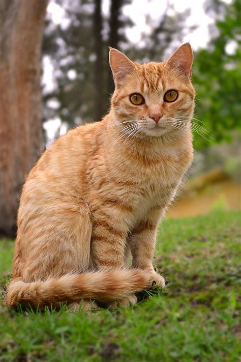 Hd Wallpaper Orange Tabby Cat Sitting On Green Grasses Selective Focus