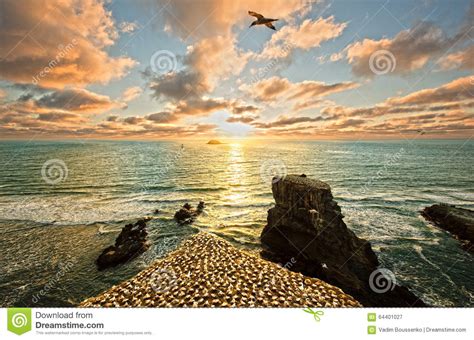 Sunset Over Muriwai Beach And Gannet Colony Stock Image Image Of
