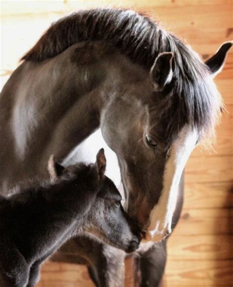 Amor De Mamá 😍 All The Pretty Horses Beautiful Horses Animals